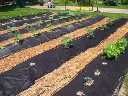 Backyard Farming Vege Garden Ideas