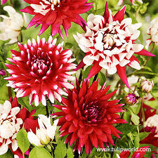 shades of red dahlia blend red