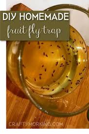 the best homemade fruit fly trap