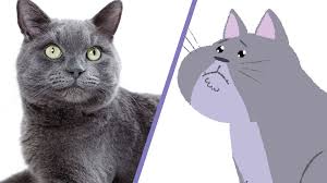 Image result for images of cats thinking