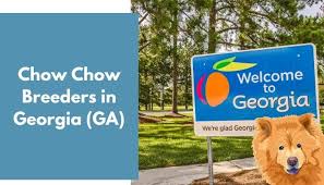We're certified dog breeders helping our beautiful puppies for sale find another loving home. Chow Chow Breeders In Georgia Ga Chow Chow Puppies For Sale Animalfate