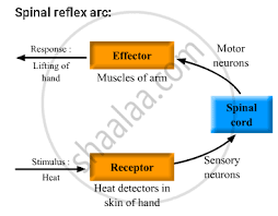 Define Reflex Arc Give The Flow Chart Of A Spinal Reflex