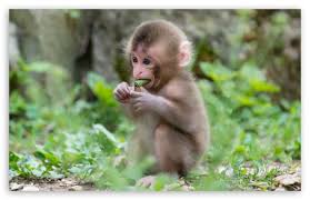 baby macaque monkey ultra hd desktop