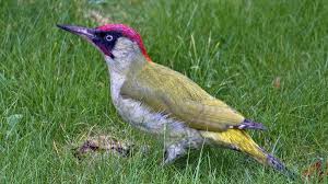 Woodpeckers, wav files clips, wav sound fx and powerpoint sounds at audiosparx.com. Green Woodpecker Song Call Voice Sound