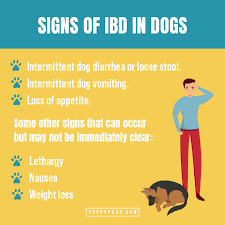 inflammatory bowel disease ibd in dogs