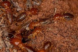 Termites The Natural Way