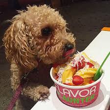 can my dog eat frozen yogurt 16 handles