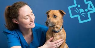 If your pet has a condition that requires a specialist's expertise, we're ready for that too. Village Vets A Family Practice Since 1980