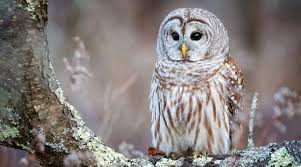 It is illegal to keep an owl as a pet in many countries including america. Can I Have An Owl As A Pet Pet Lovers Palace