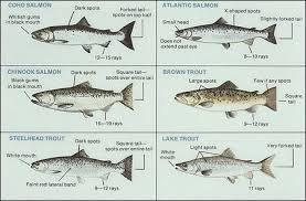 Michigan Fish Lake Sturgeon Fish Walleye Fishing