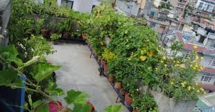 Terrace Vegetable Gardens