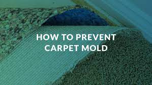 how carpet mold grows how to prevent