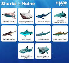 list of sharks in maine with pictures