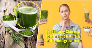 consume wheatgr for weight loss