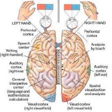 Stroke Wise Brain Facts Occupational Therapy Cerebral