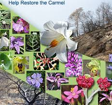 mount carmel blossom wildflowers of