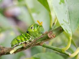 Hi, would you identify this caterpillar? A Truly Helpful Caterpillar Identification Chart Animal Sake