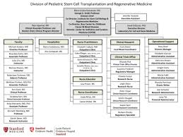 Division Organizational Chart Division Of Stem Cell