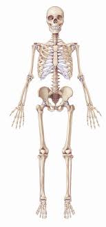 alle botten van het menselijk lichaam organen