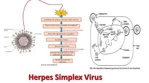 herpes simplex virus introduction