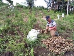 Sebagaimana penanaman pada lahan terbuka, proses penanaman juga menjadi bagian penting dalam cara menanam jahe di polybag. Budidaya Jahe Merah Dalam Polybag Wanaswara