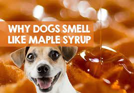 why does my dog smell like maple syrup