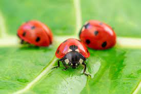 coccinelle signification spirituelle