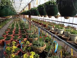 We did not find results for: Plants And Flowers Plant Nursery Flower Nursery