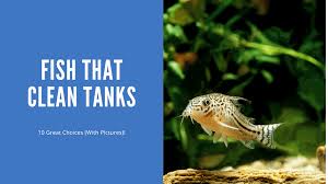10 great fish that clean tanks with