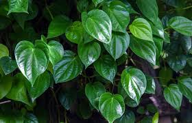 5 health benefits of betel leaves and