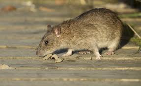 rat pest control from ix5 pest control