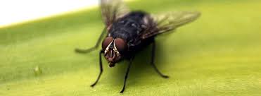 How To Get Rid Of Flies Effectively