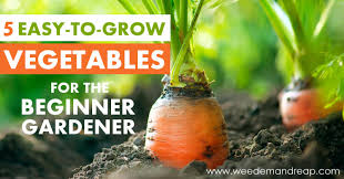 Grow Vegetables For The Beginner Gardener