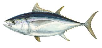 Pengertian jurnal internasional, ciri, struktur, dan cara membuatnya. Ikan Tuna Klasifikasi Jenis Kandungan Gizi Dan Grade Mutu Kajianpustaka Com