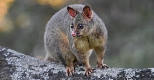 Do Possums Dig Holes A Z Animals