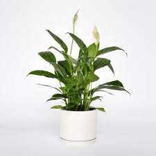 peace lily indoor house plant flower