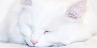 In solid white and high white cats there is a link to deafness because melanin is involved in the development of the inner ear (the part that detects sound vibrations). Inherited Deafness In White Cats International Cat Care