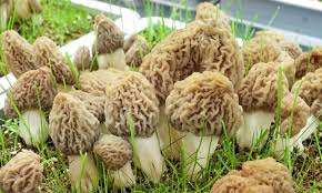 how to grow morel mushrooms the
