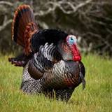 are-turkeys-real-birds