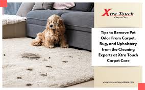 remove pet odor from carpet rug