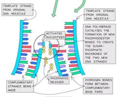 dna rna and replication flashcards