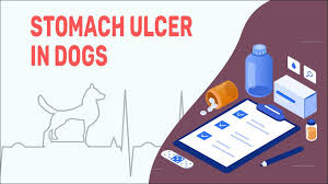 stomach ulcer in dogs causes