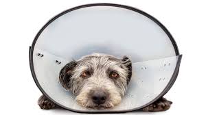 the 7 best cone alternatives for dogs