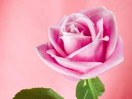 73 pink rose flower wallpaper