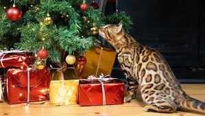 Check spelling or type a new query. Keeping Your Cat Safe At Christmas Top Tips Purina