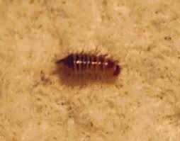 where to find carpet beetle larvae a