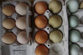 Gms3 Breeding For Other Egg Colors Scratch Cradle