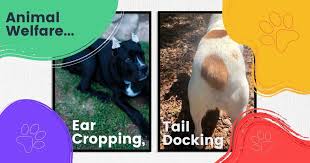 ear cropping and tail docking