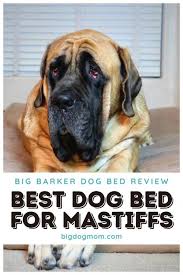 Big Barker Dog Bed Review Overd