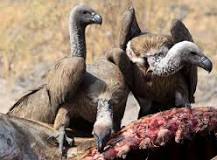 what-is-vultures-favorite-food